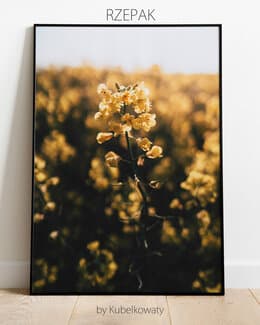 Plakat Rzepak 60x80cm – Kubelkowaty