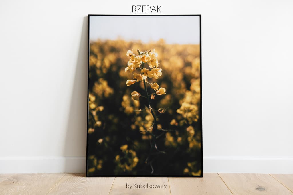 Plakat Rzepak A4 – Kubelkowaty