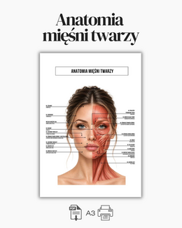 Plakat anatomiczny Mięśnie twarzy (Produkt cyfrowy PDF)